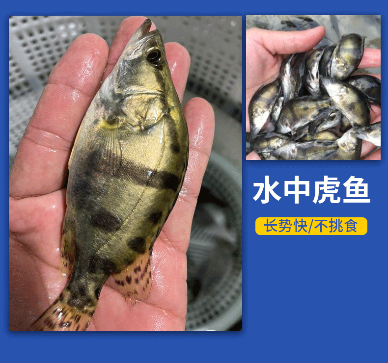 桂鱼苗