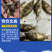 桂鱼苗