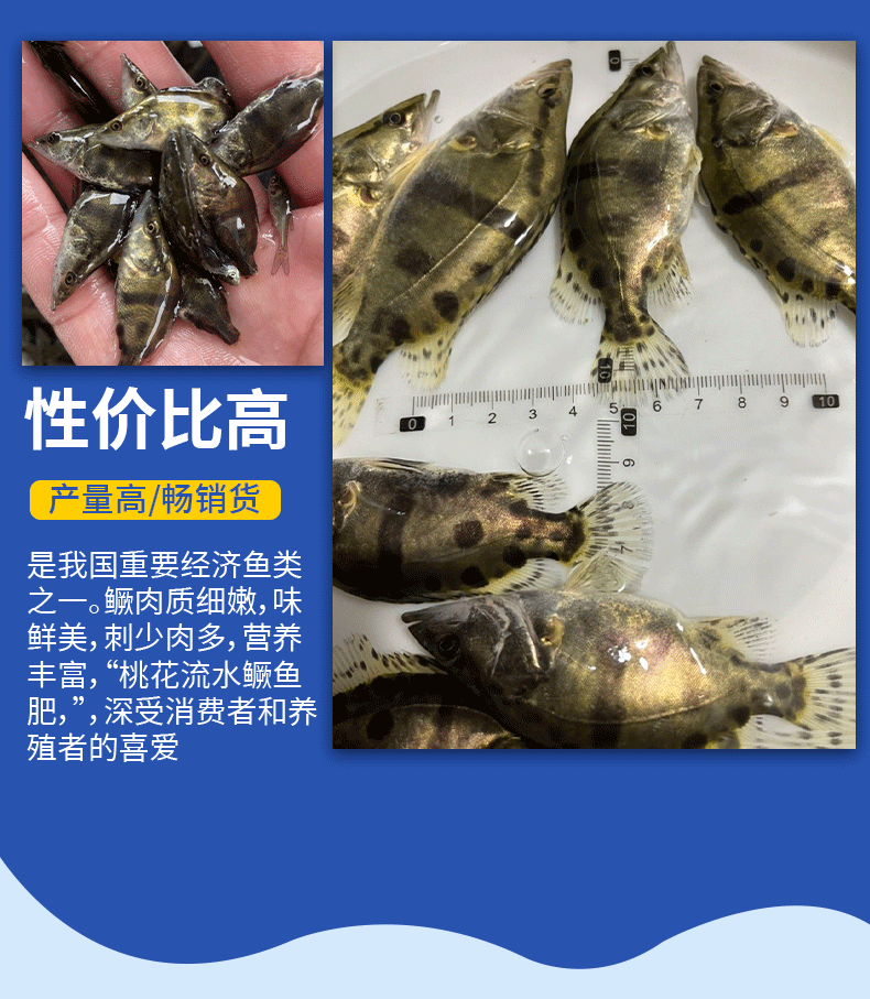 桂鱼苗