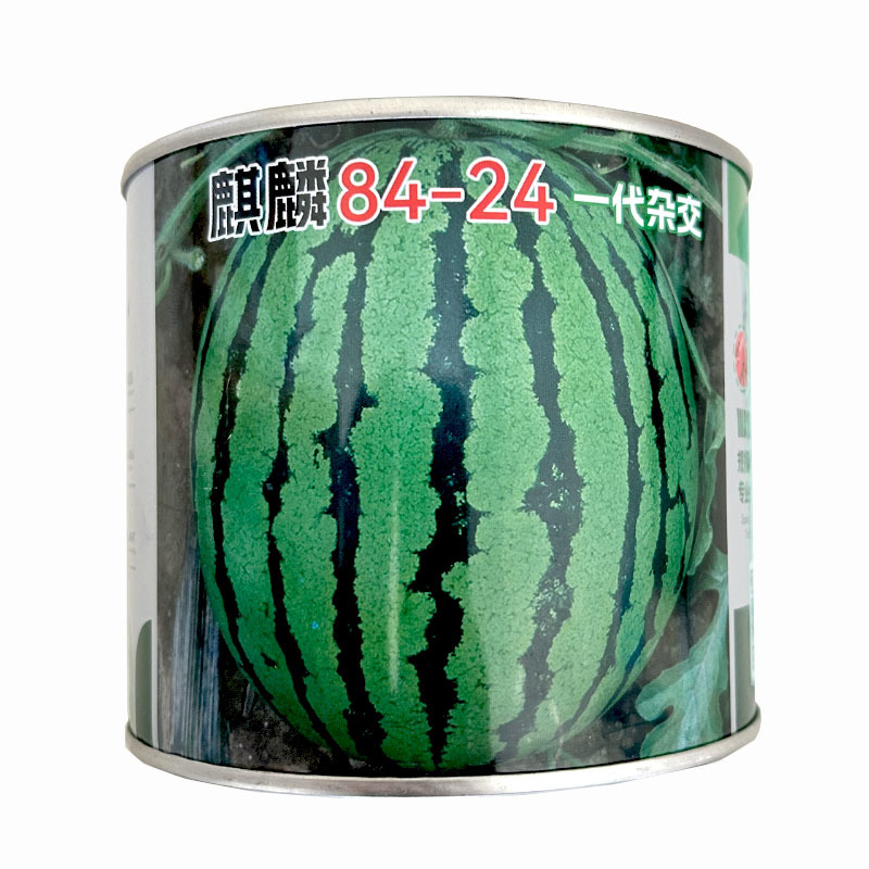 8424西瓜种子早熟杂交易坐果耐高温抗湿甜度14基地品