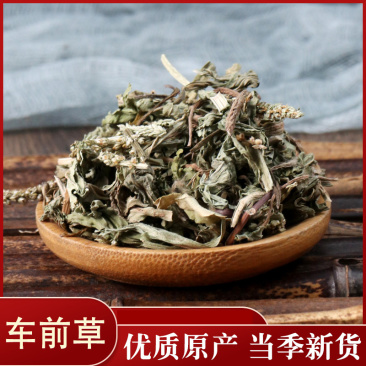 车前草药用无硫车前草净货各种中药材批发质量保证