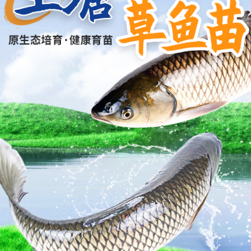 草鱼苗