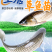 草鱼苗