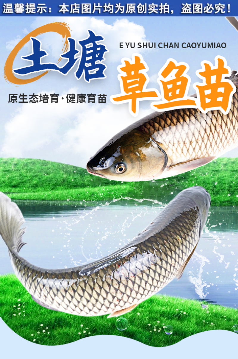 草鱼苗