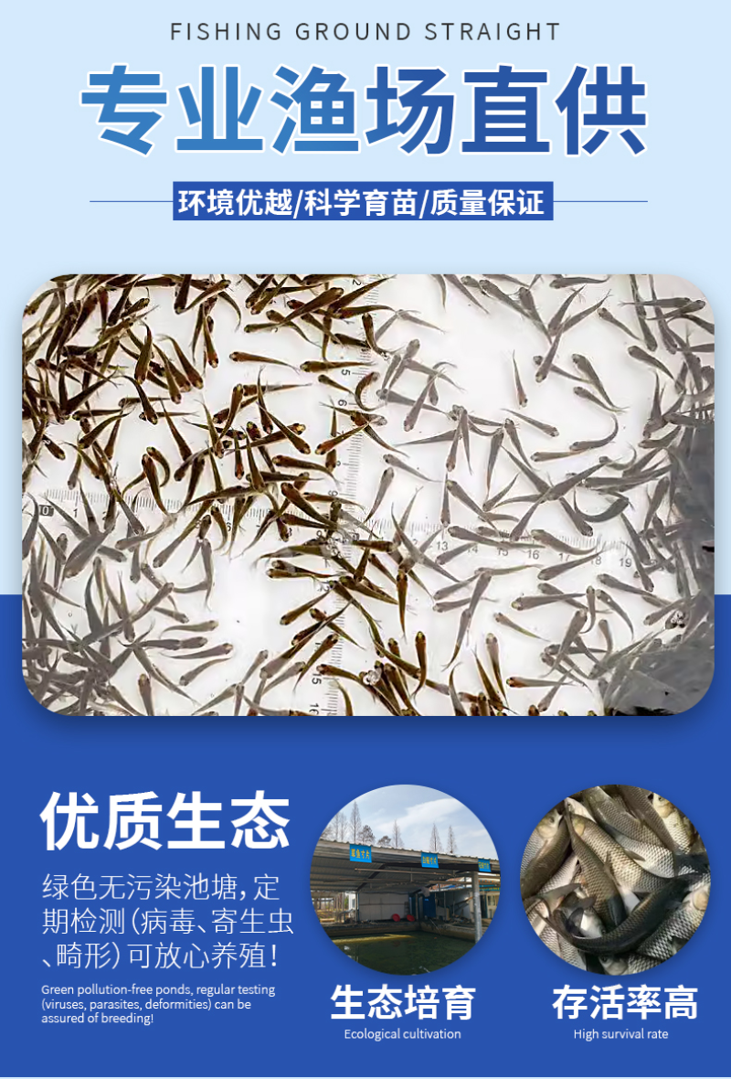草鱼苗