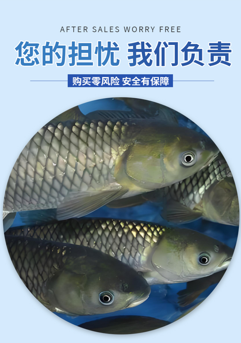 草鱼苗