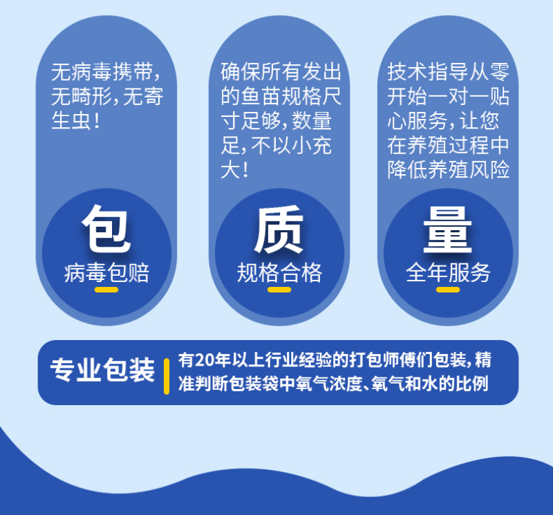 草鱼苗