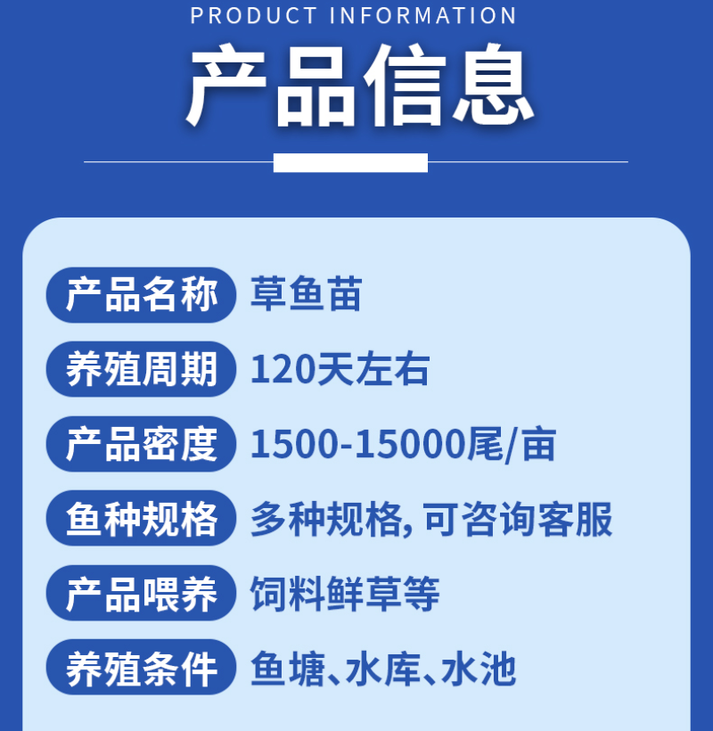 草鱼苗