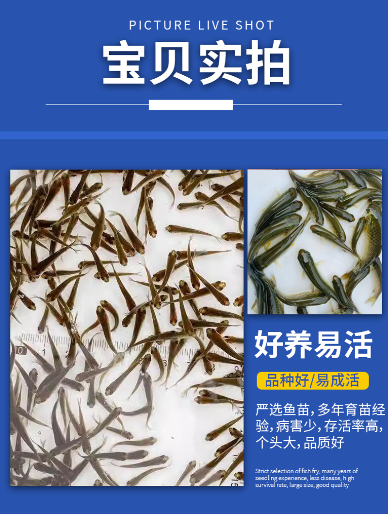 草鱼苗