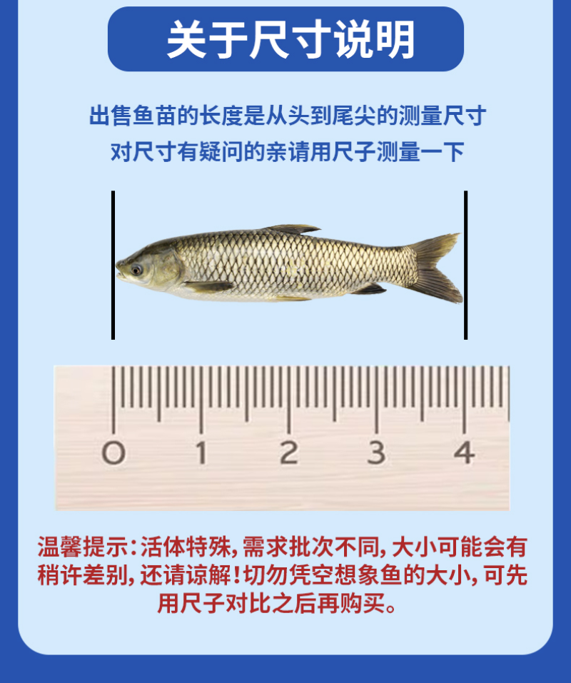 草鱼苗
