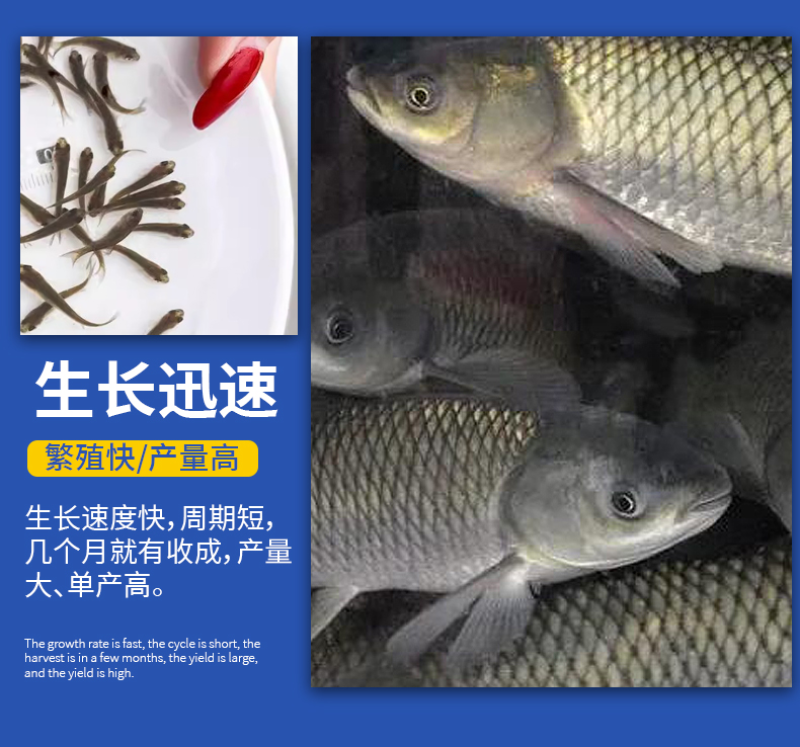 草鱼苗
