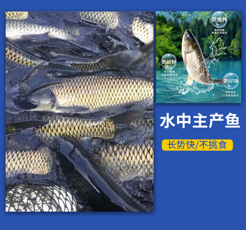 草鱼苗