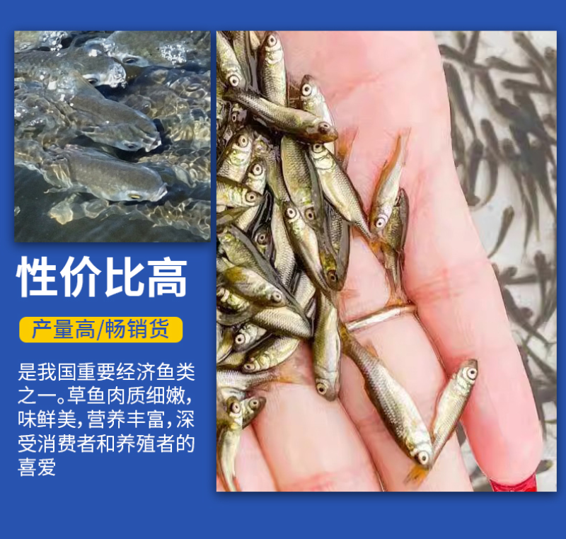 草鱼苗