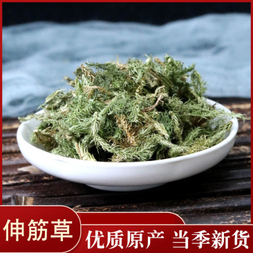 伸筋草伸筋草各种草类中药材批发伸筋草批发