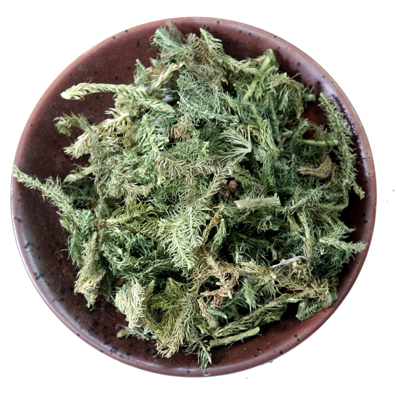 伸筋草伸筋草各种草类中药材批发伸筋草批发