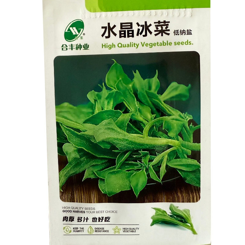 水晶冰菜种子冰草种子口感新鲜娇嫩清脆生食入口即化