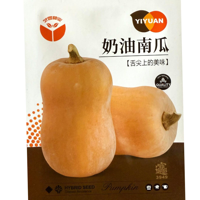 奶油南瓜种子早熟单瓜重1公斤左右细密甘甜耐高温