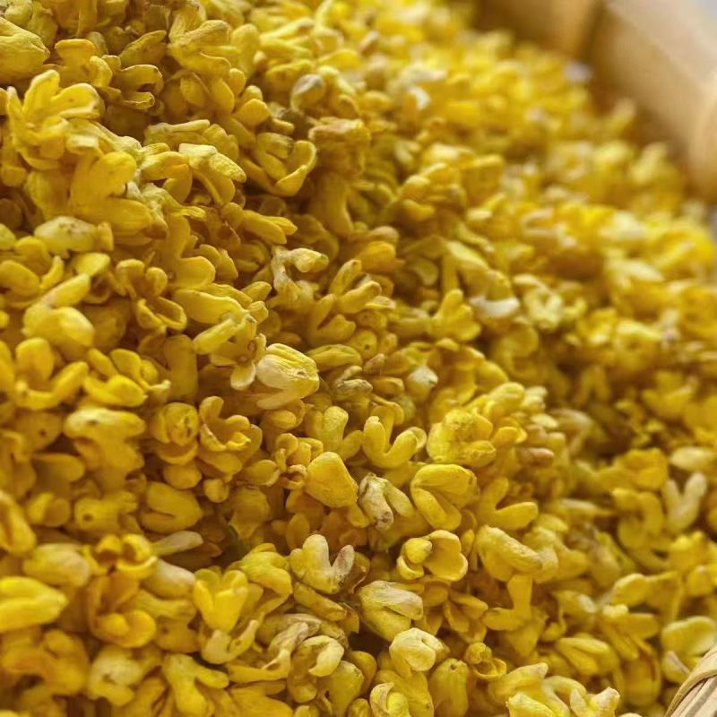 桂花桂花批发