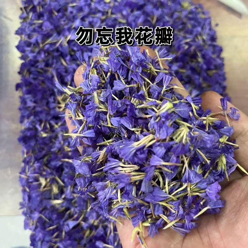 勿忘我千日紫勿忘我批发