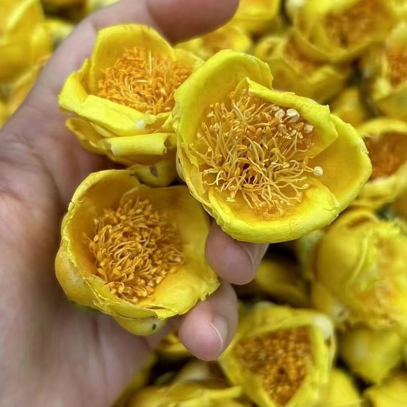 金桂花金茶花金花茶批发