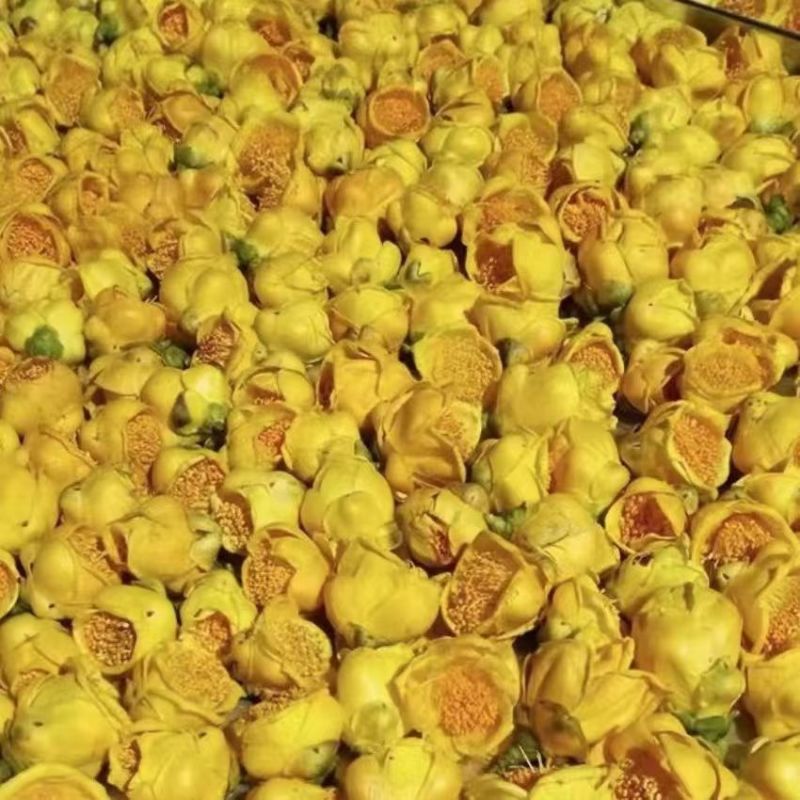 金桂花金茶花金花茶批发