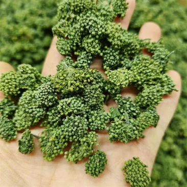 三七花云南三七花批发
