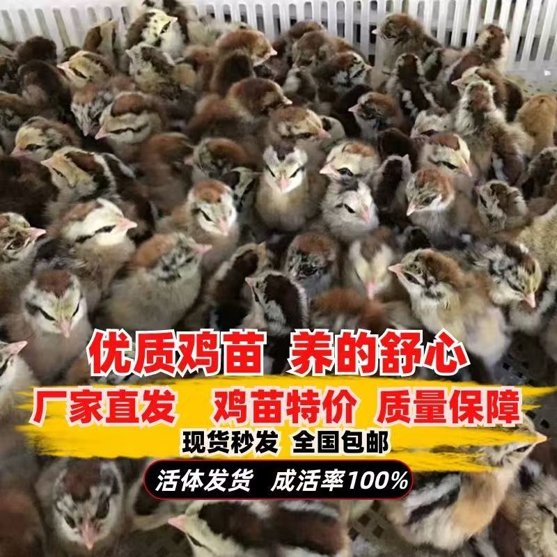 瑶鸡苗黑瑶鸡苗大种黑瑶鸡苗厂家直供免费指导运输包成活