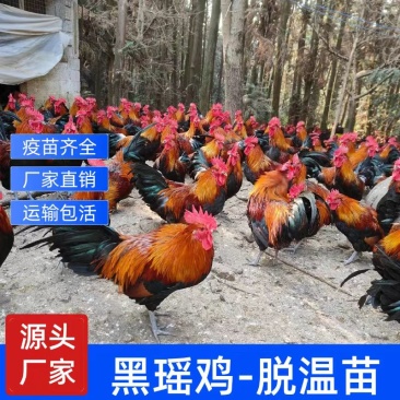 瑶鸡苗黑瑶鸡苗大种黑瑶鸡苗厂家直供免费指导运输包成活