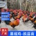 瑶鸡苗黑瑶鸡苗大种黑瑶鸡苗厂家直供免费指导运输包成活