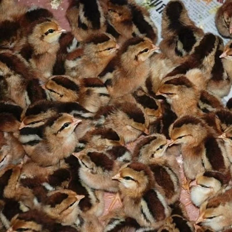 大红公鸡苗正宗九斤红鸡苗运输死亡包赔包技术防疫齐全