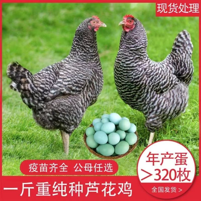 正宗汶上芦花鸡苗黑芦花鸡苗金芦花鸡苗白芦花鸡苗量大从优