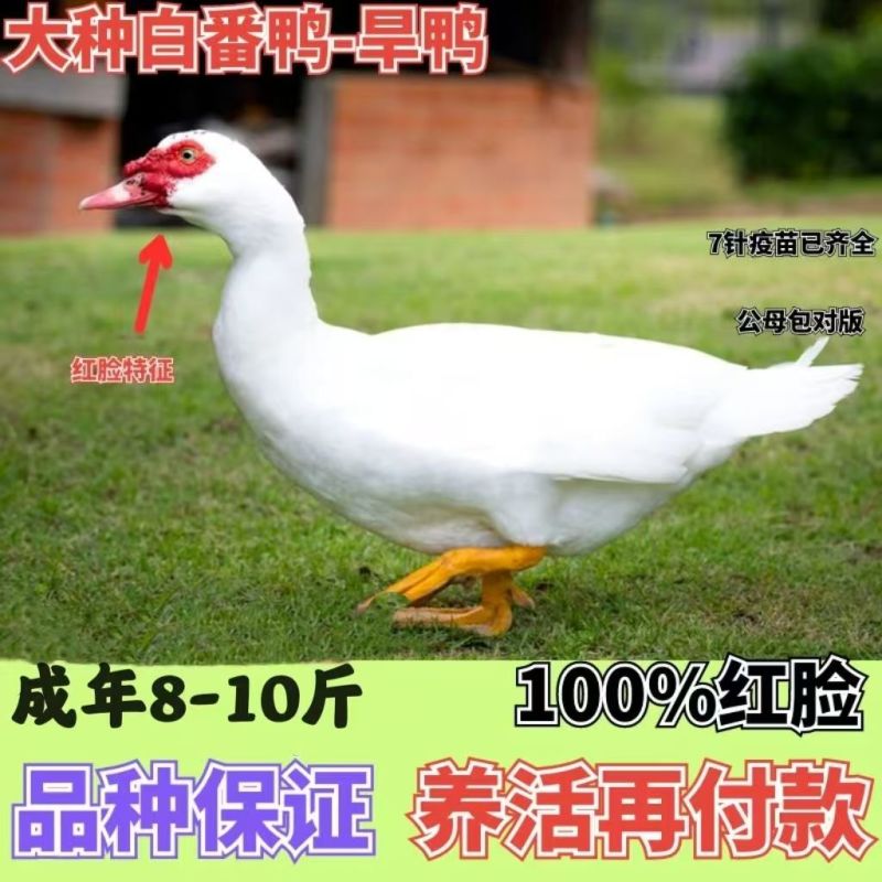 白番鸭苗莆田白番鸭苗常年供应全国发货货到满意在付款品质纯