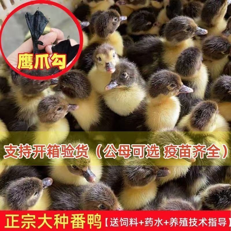 黑番鸭苗大种西洋鸭苗火鸭苗大种黑番鸭苗品种纯正防疫齐全