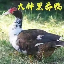 纯正花番鸭苗半番鸭苗品质保证包技术包售后全国送货上门