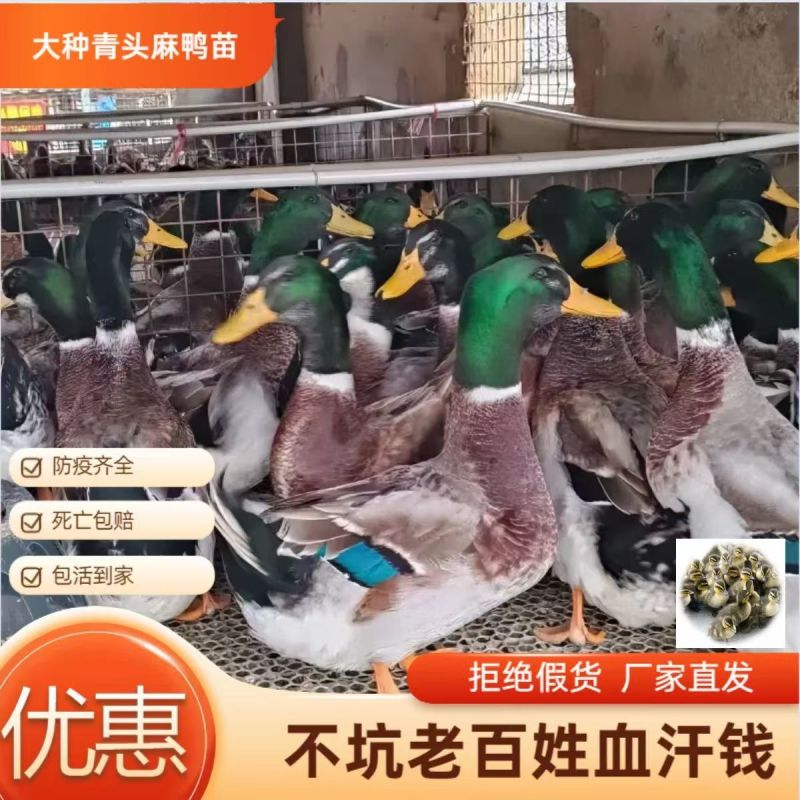 青头鸭苗大种青头鸭苗厂家批发诚信经营包打疫苗远程技术指导