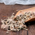 密蒙花各种中药材批发质量保证产地直销