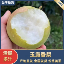 【2025】山西特产玉露香梨支持商超团购