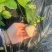 梦之芙草莓白草莓山东草莓大量供应对接全国市场电商