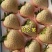 梦之芙草莓白草莓山东草莓大量供应对接全国市场电商