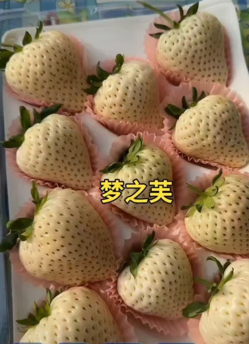 梦之芙草莓白草莓山东草莓大量供应对接全国市场电商