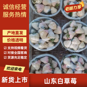 梦之芙草莓白草莓山东草莓大量供应对接全国市场电商