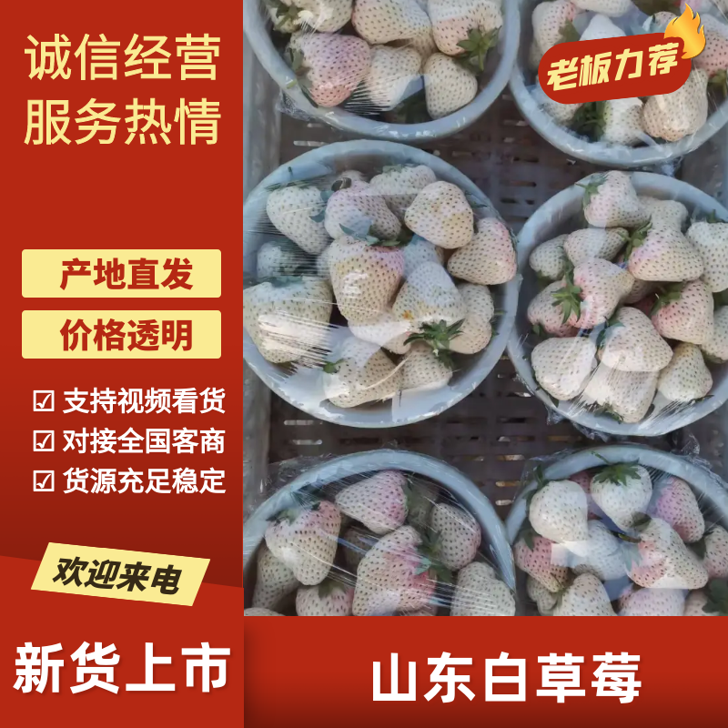 梦之芙草莓白草莓山东草莓大量供应对接全国市场电商