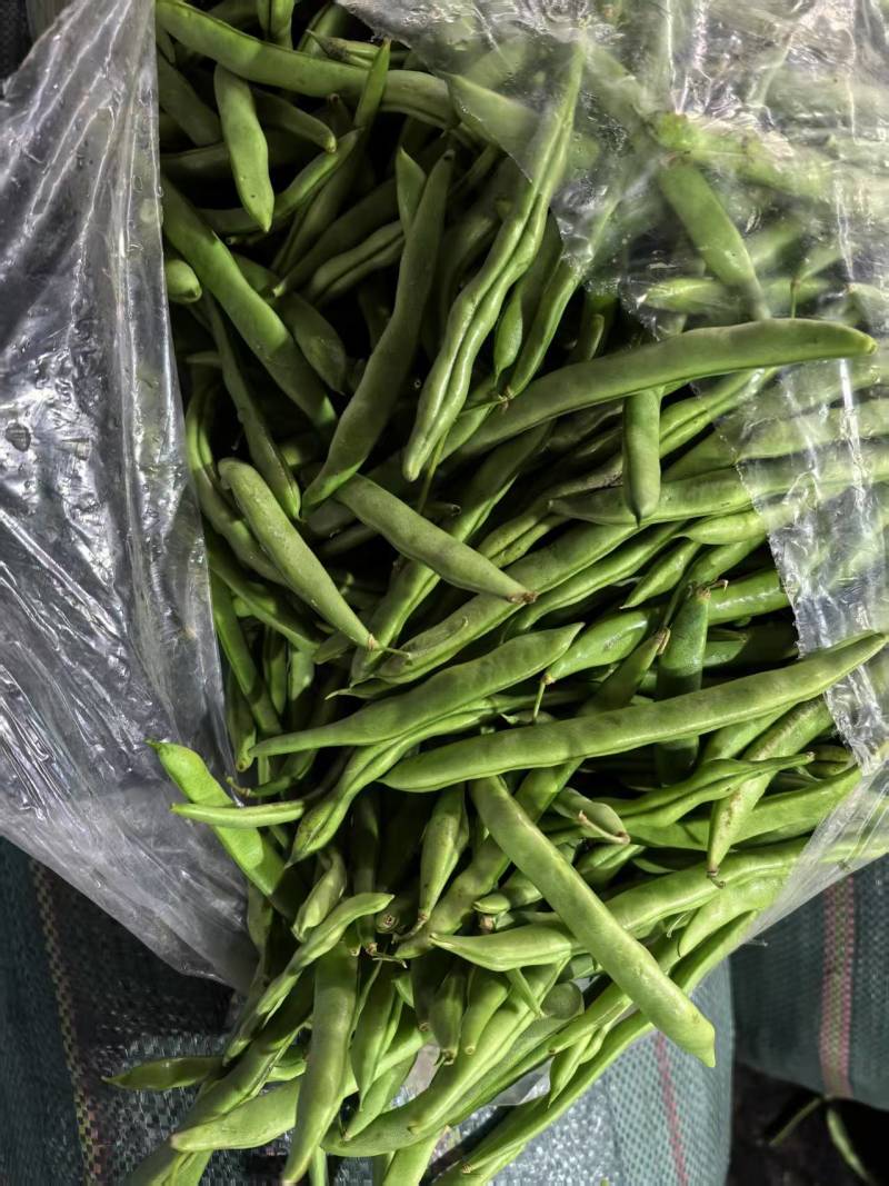 云南四季豆大量有货产地直发欢迎致电合作