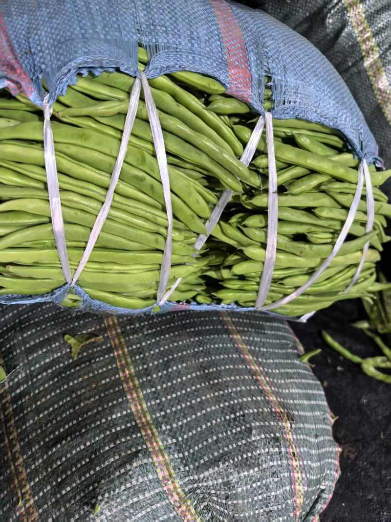 云南四季豆大量有货产地直发欢迎致电合作