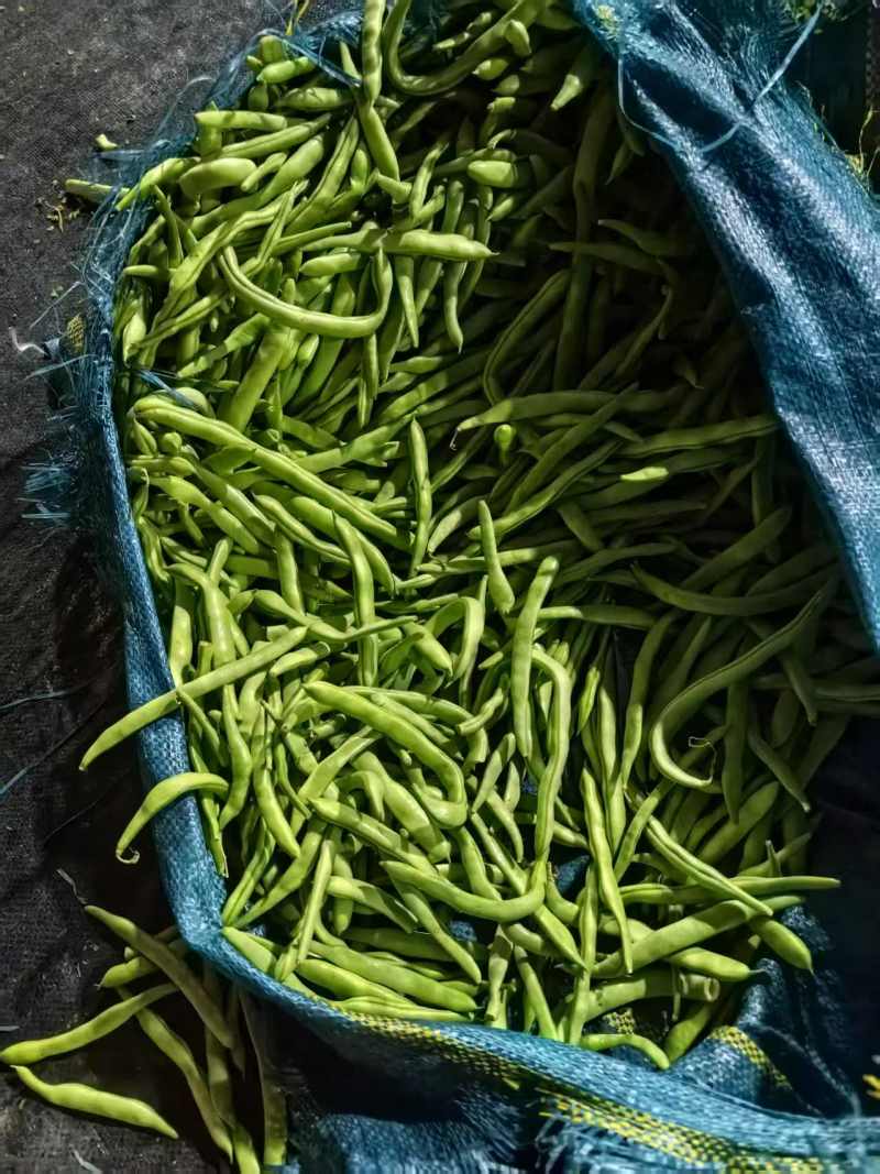 云南四季豆大量有货产地直发欢迎致电合作
