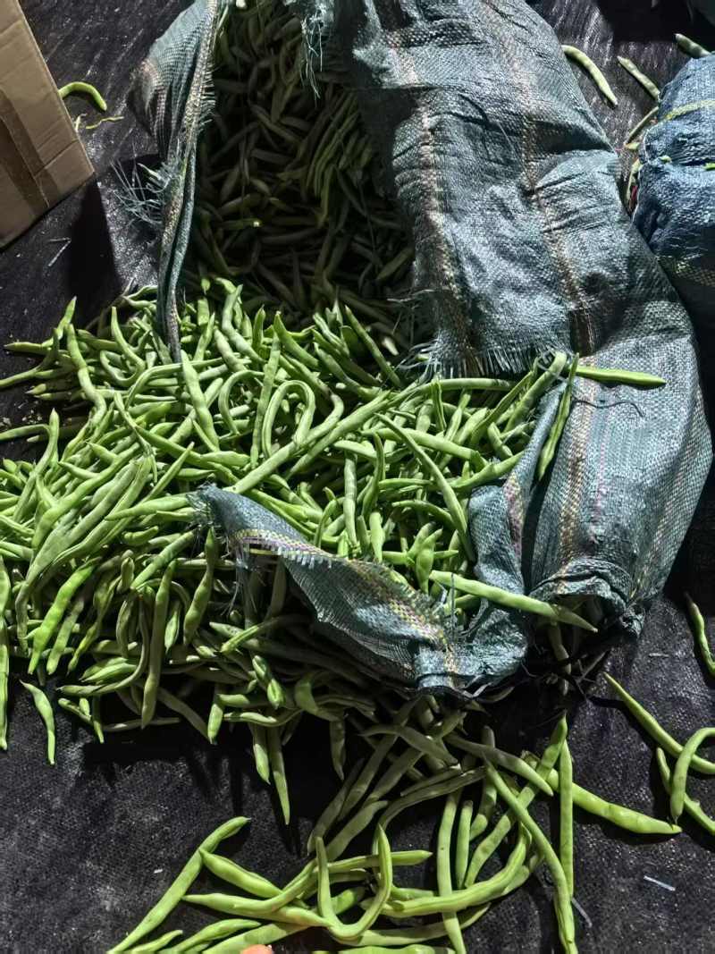 云南四季豆大量有货产地直发欢迎致电合作