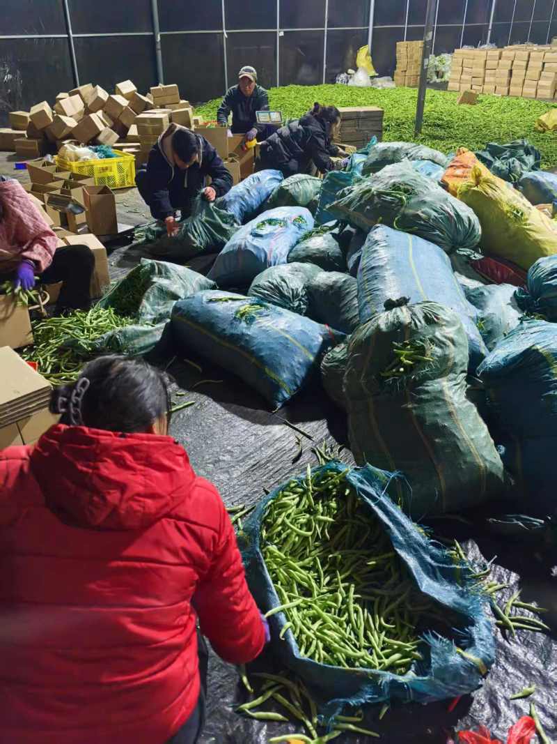 云南四季豆大量有货产地直发欢迎致电合作