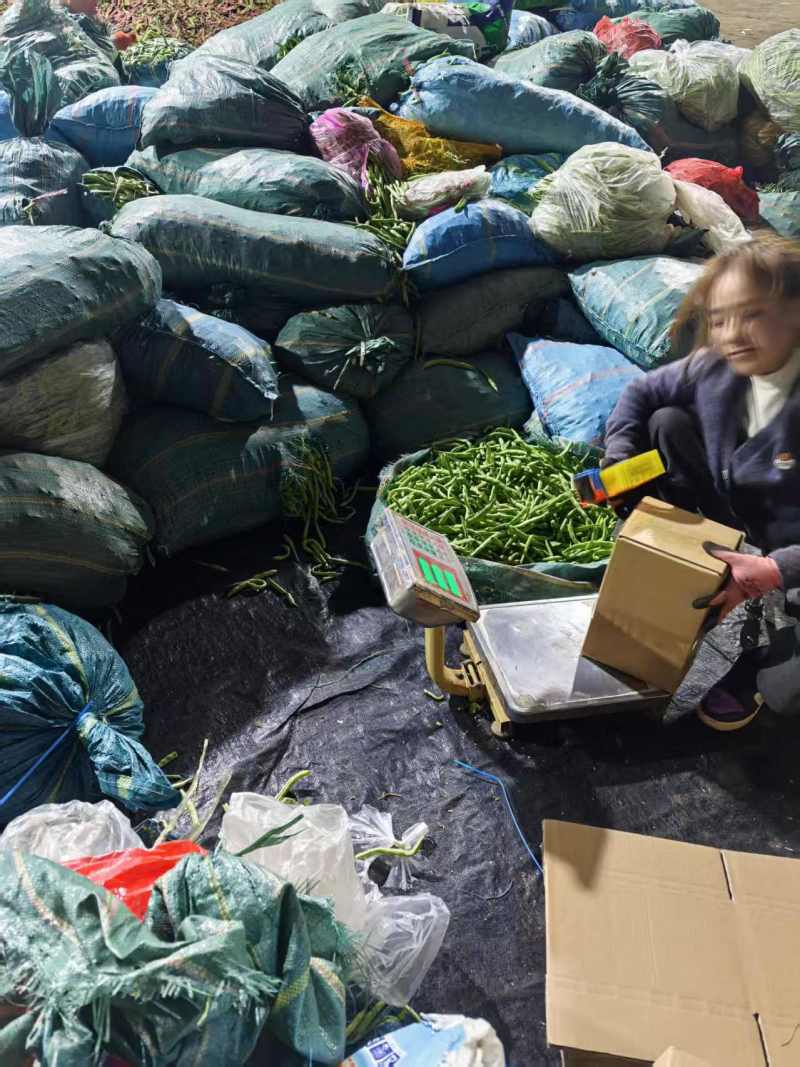 云南四季豆大量有货产地直发欢迎致电合作