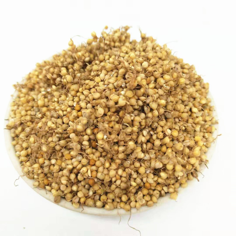 谷芽生谷芽炒谷芽批发零售各种规格中药材