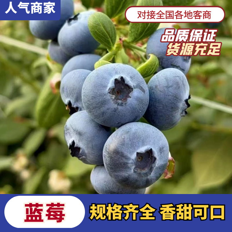 山东精品蓝莓L25L11瑞卡产地直发价格实惠全国发